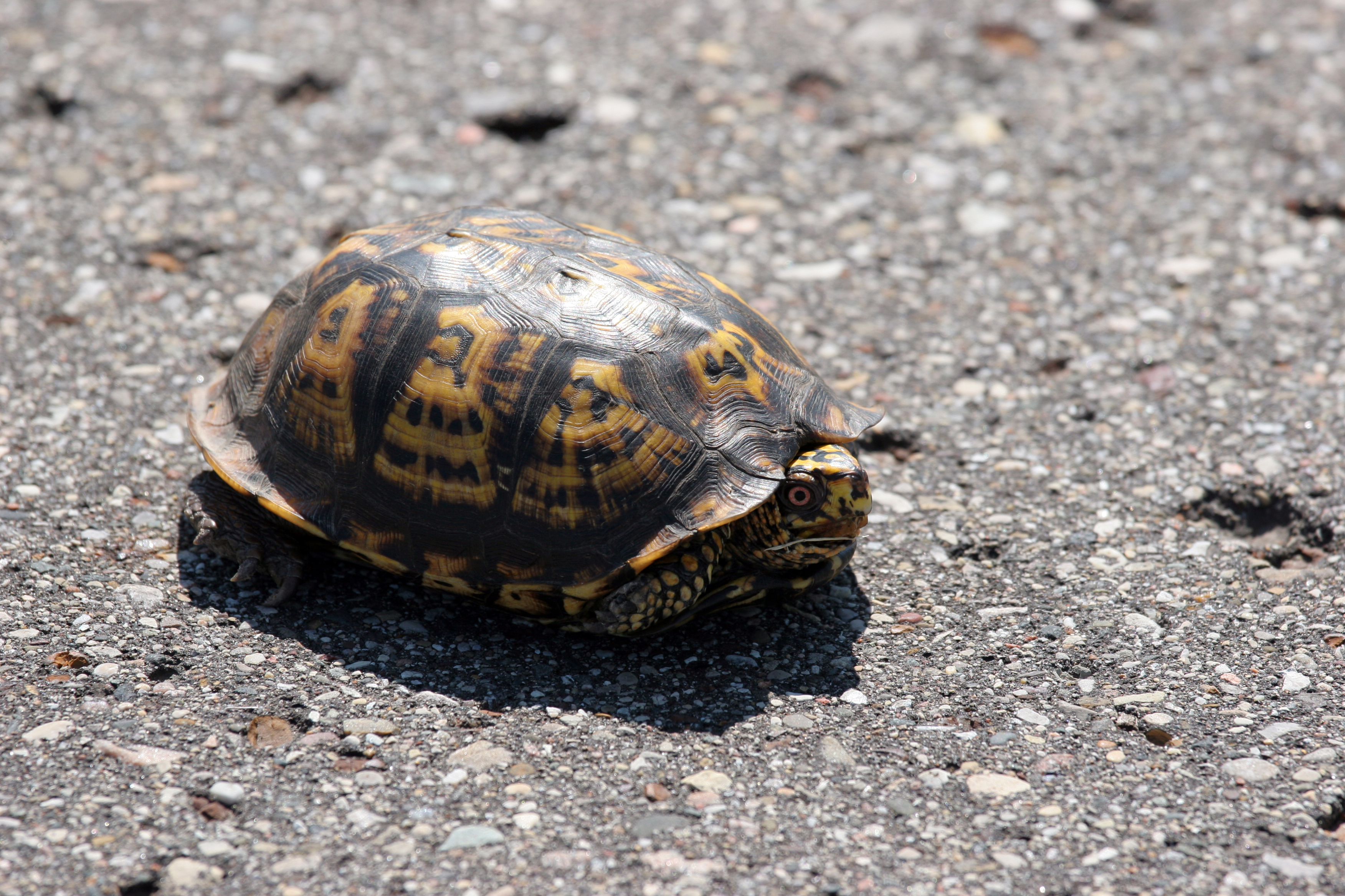 3659391653_8267047fe8_o Turtle