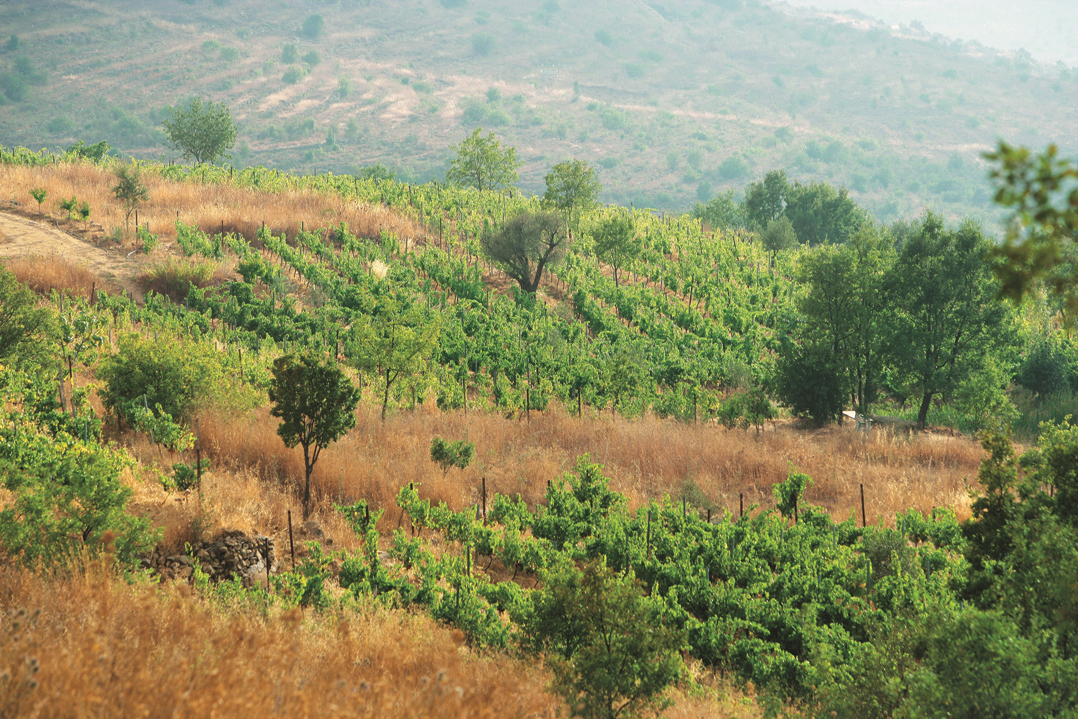 vineyard-hills
