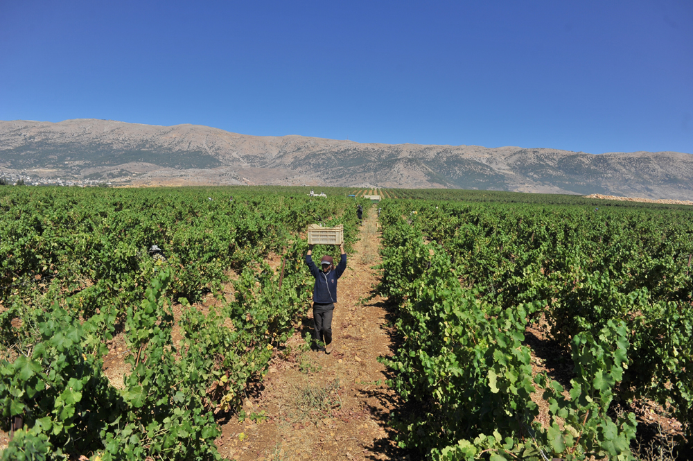 winecover