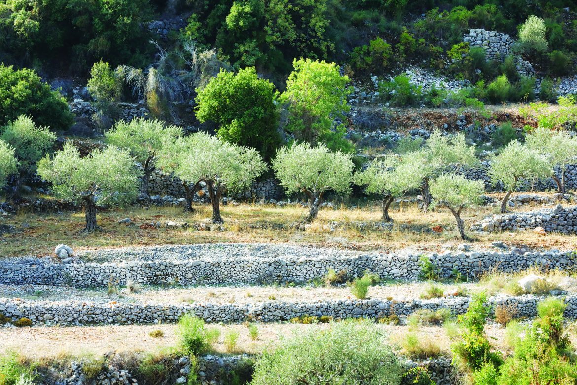 OLIVE OIL photo essay10